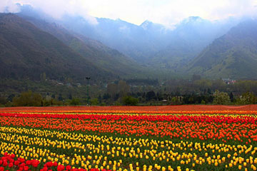 Patnitop to Srinagar